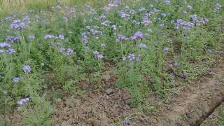 Phacelia growing at the height of summer in Lincolnshire [upl. by Rhodie]