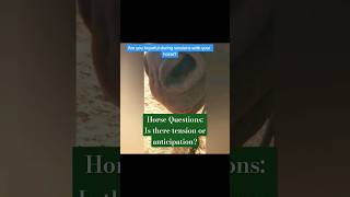 Horse Questions amp Tips  Is there tension or anticipation alternativehorsemanship [upl. by Gnoht]