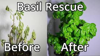 How To Save A Basil Plant With Time Lapse [upl. by Salta]