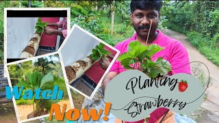 strawberry plantationvlog 2home tour watch now [upl. by Sidnala]