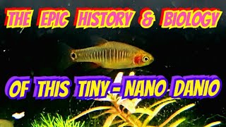 The Incredible History amp Biology of The Emerald Dwarf Rasbora  Danio erythromicron Care amp Breeding [upl. by Ritchie144]