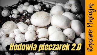 Jak wyhodować pieczarki Zrób to sam Uprawa pieczarek w domu 160 [upl. by Oijimer887]