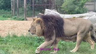 Cotswold Wildlife Park  Burford [upl. by Hterrag815]