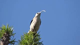 Sicklebilled Vanga Parc Mosa Ifaty Madagascar 2016 [upl. by Kempe]