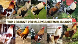 TOP 10 MOST POPULAR GAMEFOWL IN 2023😍 [upl. by Rheinlander785]