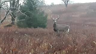 New York Deer Hunting Season 2020 scouting trip 2  Catskill Mountains [upl. by Yesllek]