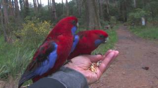 Parrots in Australia [upl. by Nirej]