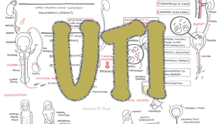 Urinary Tract Infection  Overview signs and symptoms pathophysiology causes and treatment [upl. by Lap]