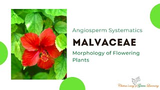 Malvaceae I Morphology of Flowering Plants I Angiosperm Systematic [upl. by Kcirdot788]