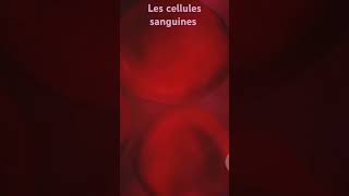 16 Les cellules sanguines [upl. by Ariem]