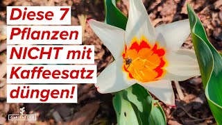 Diese 7 Pflanzen solltest du auf KEINEN FALL mit Kaffeesatz düngen [upl. by Jemima554]