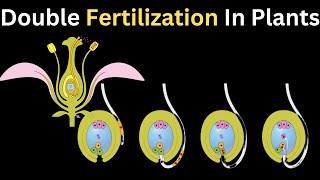 Double Fertilization 3d animated  Sexual Reproduction in Flowering Plants  Class 10 Biology [upl. by Nolte]