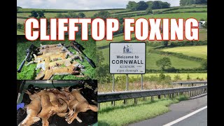 CORNISH CLIFFTOP FOXING GOES OFF WITH A BANG [upl. by Lanette147]