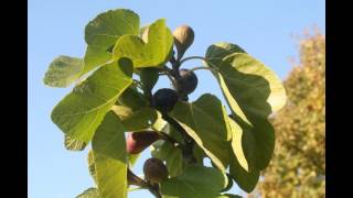 De vijgenboom Ficus carica Brown Turkey [upl. by Ycnalc863]