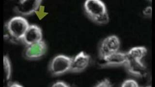 Several Penetration of Jurkat HIV donors into CD4Tcells [upl. by Alana301]