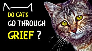 Do Cats Go Through Grief  Signs of Grief in Cats [upl. by Adis]