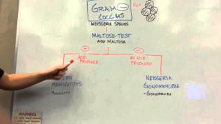 How to distinguish GRAM NEGATIVE COCCI [upl. by Lyj]