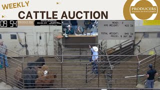 522024  Producers Livestock Auction Company  Cattle Auction [upl. by Seto]