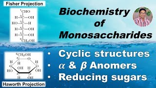 Biochemistry of Monosaccharides Cyclic structures Anomers amp Reducing sugars Part II [upl. by Neleh]