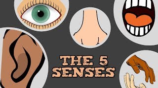 THE 5 SENSES catchy song for kids about quotsee hear smell taste touchquot [upl. by Rayle154]