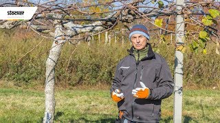 Errori comuni  potatura del kiwi  guida con consigli per la potatura [upl. by Aket]