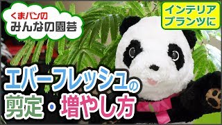 エバーフレッシュの剪定・増やし方・観葉植物【くまパン園芸】 [upl. by Elik]