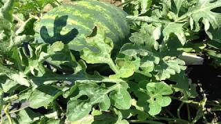 Fusarium Wilt in Watermelons [upl. by Skvorak615]