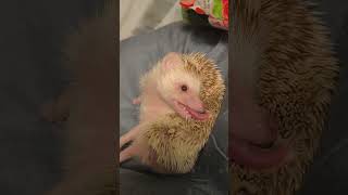 hedgehog igelkott exoticpet ハリネズミ 고슴도치 [upl. by Eenobe]