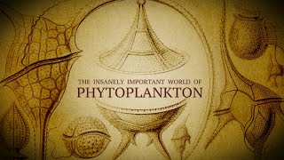 The Insanely Important World of Phytoplankton [upl. by Knox]