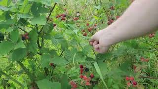 Roadside Raspberry Picking Lucky find [upl. by Marji]