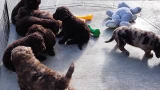 F1B Labradoodle Puppies Having Fun SD 480p [upl. by Sackman]