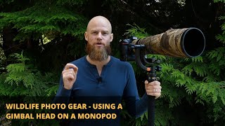 Wildlife Photography Gear  Using a Gimbal Head on a Monopod 2020 [upl. by Gonagle]