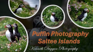 Saltee Islands Puffins Irish Wildlife and Nature Photography Kenneth Duggan [upl. by Lynelle]