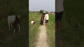 मेरी छतरी के नीचे आ जा Pooja bhauji shortvideo funny [upl. by Anavi322]