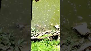 Gone Video Turtling Several large SoftShell Turtles at amp in the Harpeth River Tennessee USA 🎶 [upl. by Alusru]