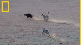 Una hiena confiada se adentra en el territorio de las leonas  National Geographic en Español [upl. by Lobiv]