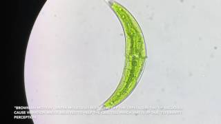 Closterium algae cell  400x  Brownian Motion [upl. by Bogey]