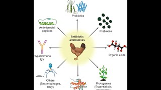 Alternatives of Antibiotics in Poultry Industry [upl. by Nanam]