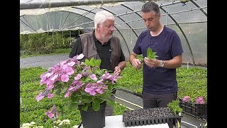 BOUTURER PLANTER ET TAILLER LES HORTENSIAS [upl. by Uah969]