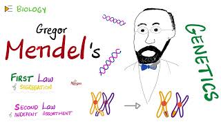 1st amp 2nd Mendelian Laws  Genetics 🧬 [upl. by Pyle679]