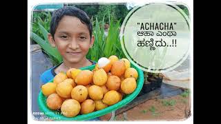 Bolivian Achacha Achacairu Garcinia humilis Top fruit ಅಚಾಚಾ ರುಚಿಕರಹಣ್ಣು For plants 9448067466W [upl. by Faythe]