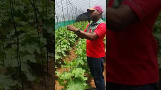 Trellising English Cucumbers [upl. by Inez]