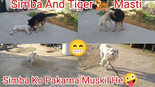 Simba Ko Koi Nhi Pakar Sakta💪 Simba tiger 🐯 Ke Ghar Bhag Gya Chintu Phir Se Fight Kar Ke Aagya😞 [upl. by Zerlina987]