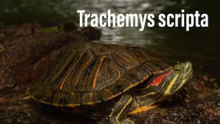 Trachemys scripta  sheda tecnica [upl. by Atikim]