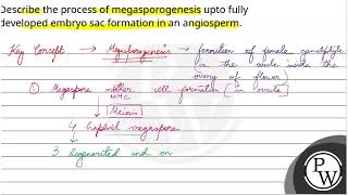 Describe the process of megasporogenesis upto fully developed embryo sac formation in an angiosp [upl. by Barnet]