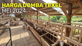 Review Harga Domba Texel Mei 2024 pusatdomba [upl. by Delmer851]