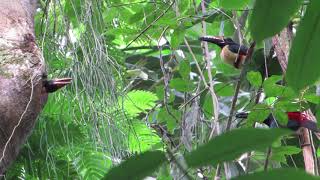 Collared aracari  El tucancillo collarejo  Pteroglossus torquatus [upl. by Kcirttap677]