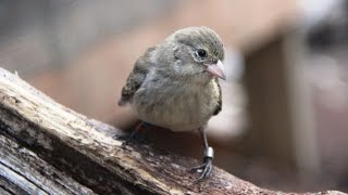 Saving the Mangrove Finch in Galapagos [upl. by Coshow]