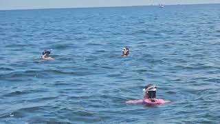 July 24 2024 Scalloping Crystal River Florida Scallop Adventures [upl. by Anawed]