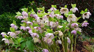 Hellebore or Lenten rose Helleborus x orientalis also known as Helleborus x hybridus [upl. by Eylatan]